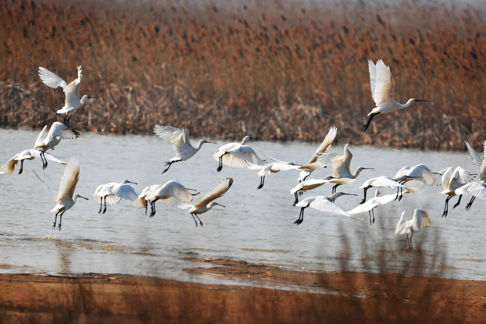 Migratory Bird Sanctuaries along the Coast of Yellow Sea-Bohai Gulf of China